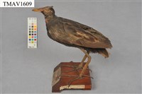 藏品(董雞)的圖片